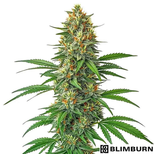 Tangie Auto Cannabispflanze mit dichtem Headbud, harzigen Blüten und orangefarbenen Blütenfäden