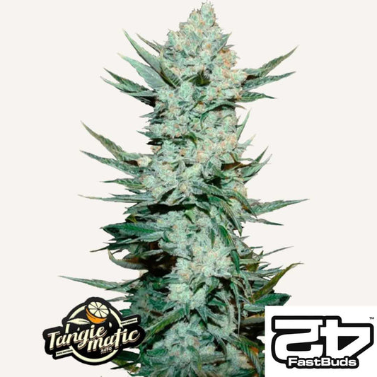 Tangie Auto Pflanze mit dichten Harzknospen und orangenen Härchen entlang der Hauptcola