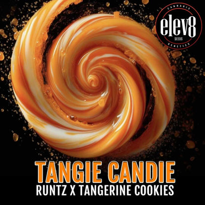 Tangie Candie Wirbelgrafik mit karamellfarbenem Swirl und Sortenname Runtz x Tangerine Cookies