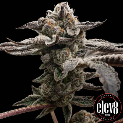 Tangie Candie Blüte mit dichten frostigen Buds und violetten Akzenten