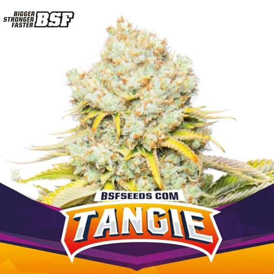 Tangie Cannabisblüte mit dichter Struktur, hellgrünen Buds und auffälligen orangefarbenen Stempeln