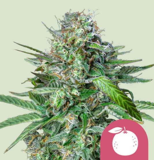 Harzreiche Tangie-Blüte mit dichten grünen Knospen, orangen Stigmen und glitzernden Trichomen