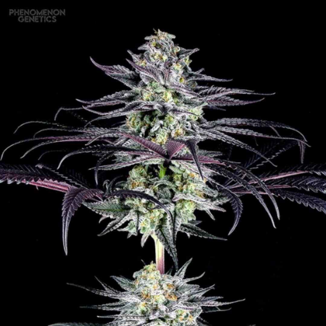 Tangoz Cannabisblüte mit frostigen Buds, violetten Blättern und orangefarbenen Blütenstempeln