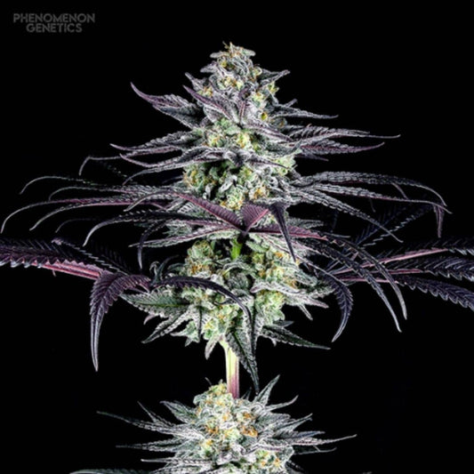 Tangoz Cannabisblüte mit frostigen Buds, violetten Blättern und orangefarbenen Blütenstempeln