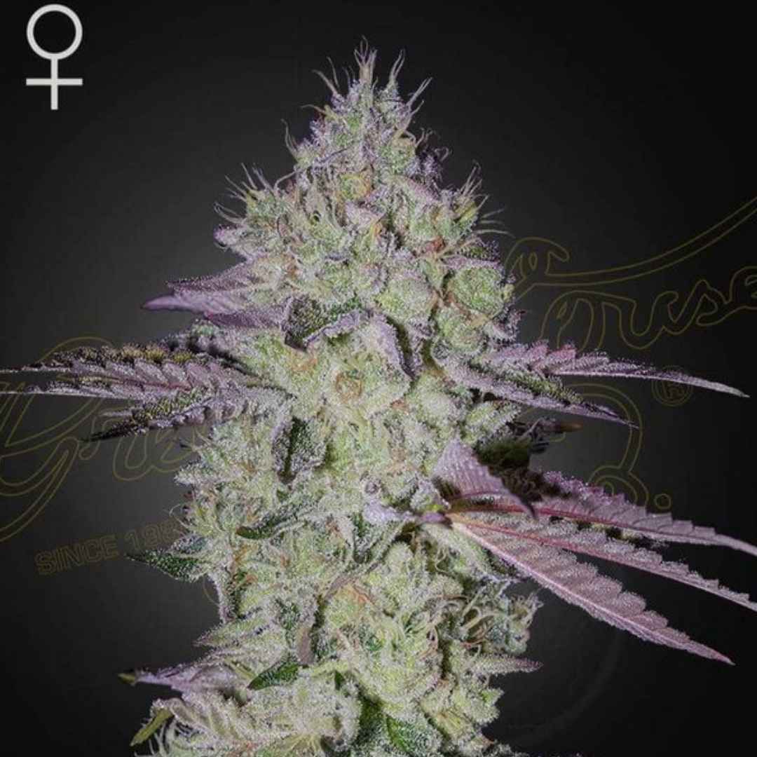 Tarte Tatin Cannabispflanze mit dichten, harzigen Blüten und leicht violetten Zuckerblättern, feminisierte Sorte