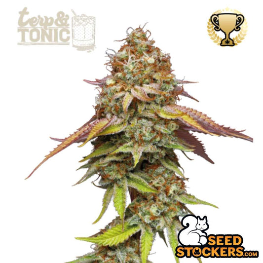 Terp & Tonic Cannabisblüte mit dichter Struktur, orangefarbenen Stempeln und starkem Harzbesatz