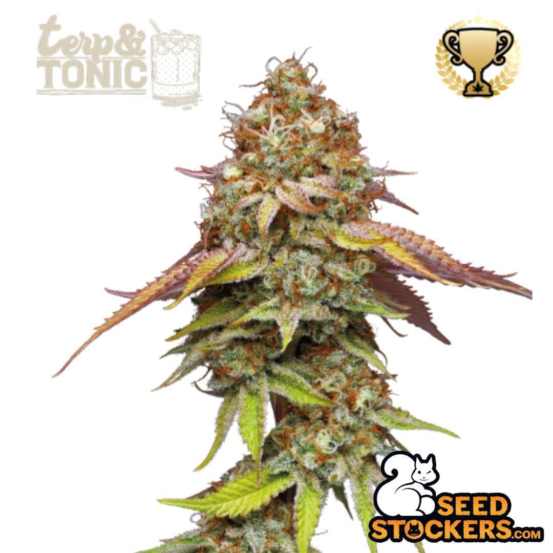 Reife Thunder Banana Cannabisblüte mit dichter Struktur, harzigen Trichomen und violett-grünen Zuckerblättern