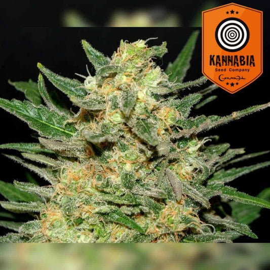 Thai Fantasy Bud mit dichten, harzigen Blüten und orangefarbenen Härchen