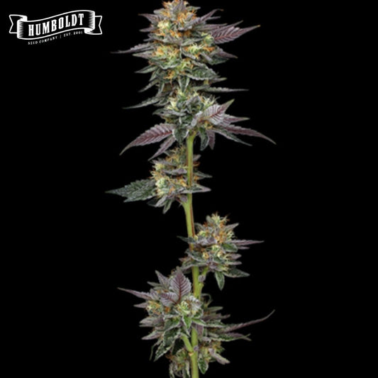 The Bling Cannabisblüte mit harzigen Buds, orangefarbenen Härchen und violetten Blättern