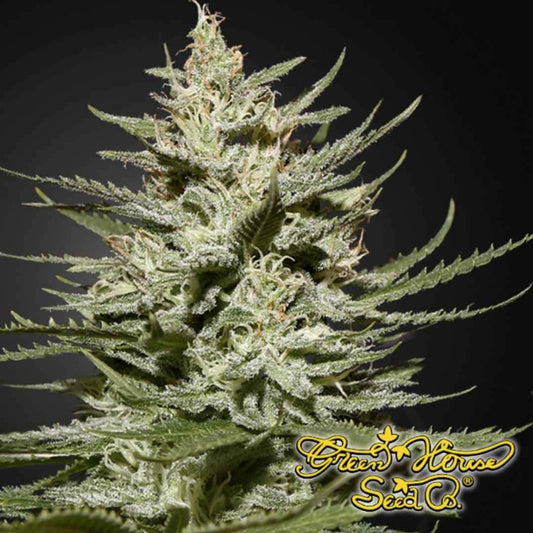 Reife The Church CBD Cannabispflanze mit kompakter Hauptblüte, dichten Kelchen und sichtbaren Harztrichomen