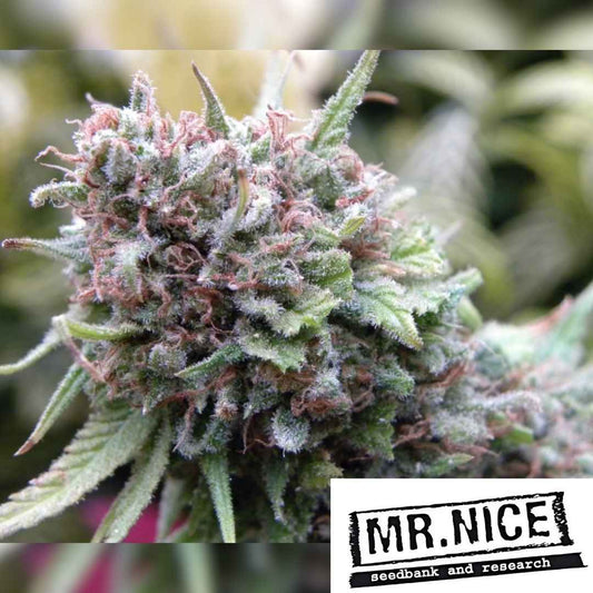 The Cure Bud mit dichten Harzschichten und rotbraunen Blütenhaaren in Nahaufnahme