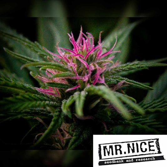 The Doors Cannabisblüte mit leuchtend pinken Blütenhaaren und frischen grünen Blättern in Nahaufnahme