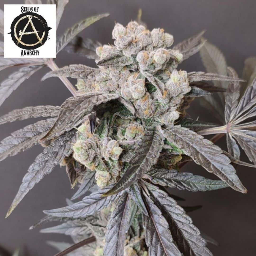 The Epstein List Cannabisblüte mit dichten, harzigen Buds und dunklen Fächerblättern