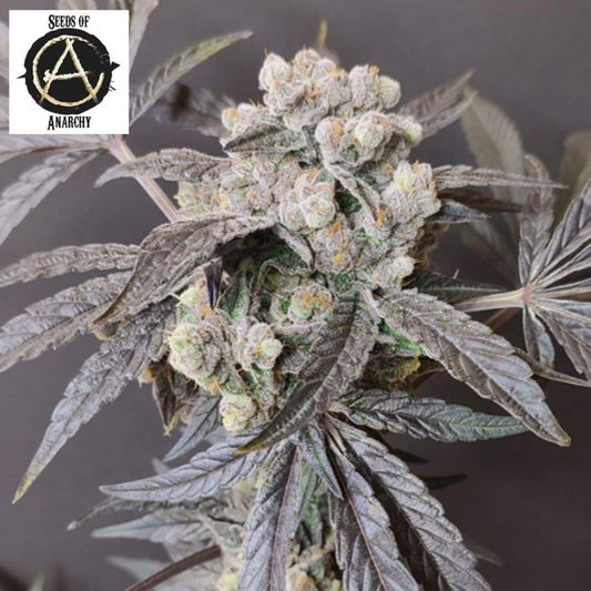 The Epstein List Cannabisblüte mit dichten, harzigen Buds und dunklen Fächerblättern