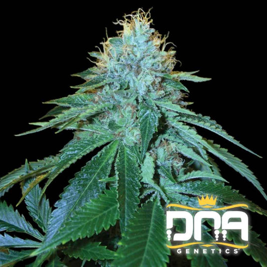 Blühende The OG #18 Pflanze mit dichten, harzreichen Knospen und orangefarbenen Blütenhaaren