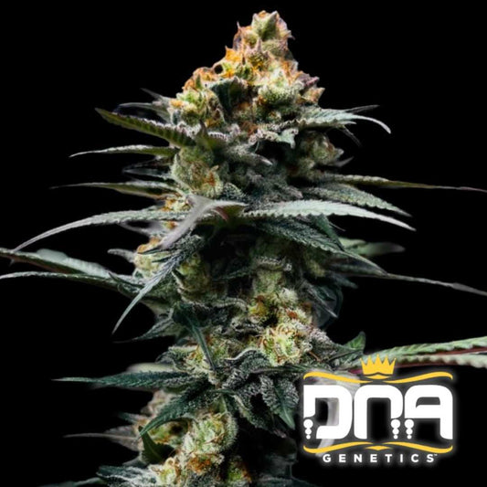 Dichte Blüte der Sorte The Stinking Rose mit orangefarbenen Härchen und kristallüberzogenem Harz