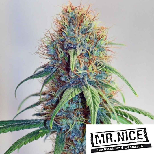 The Stone Bud mit dichten Harzschichten, orangefarbenen Härchen und grünen Blättern im Detail