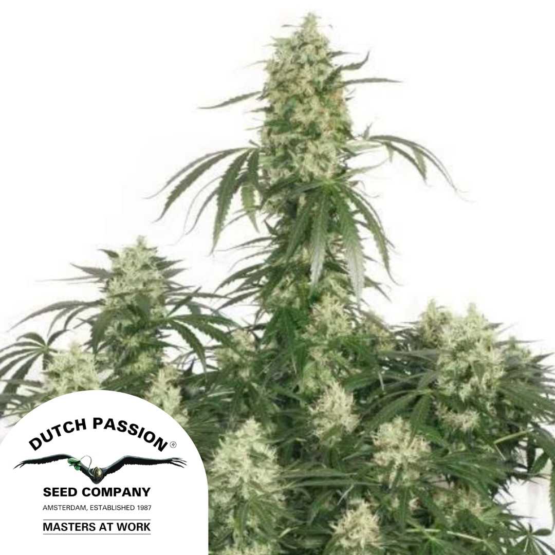 The Ultimate mit dichten, harzreichen Blüten und kräftigem Haupttrieb von Dutch Passion