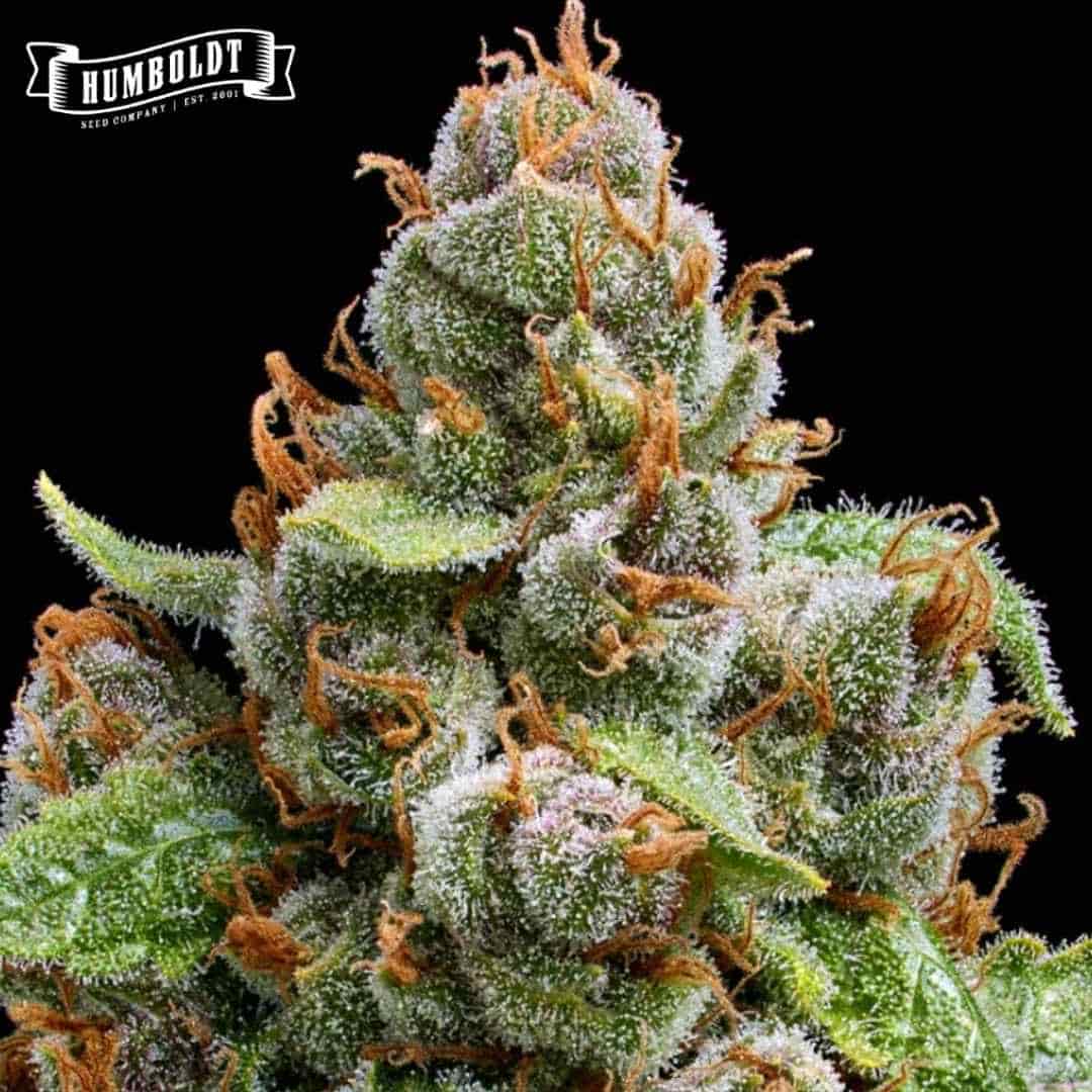 The Upsetter Blüte mit dichten Trichomen, grünen Zuckerblättern und orangefarbenen Härchen