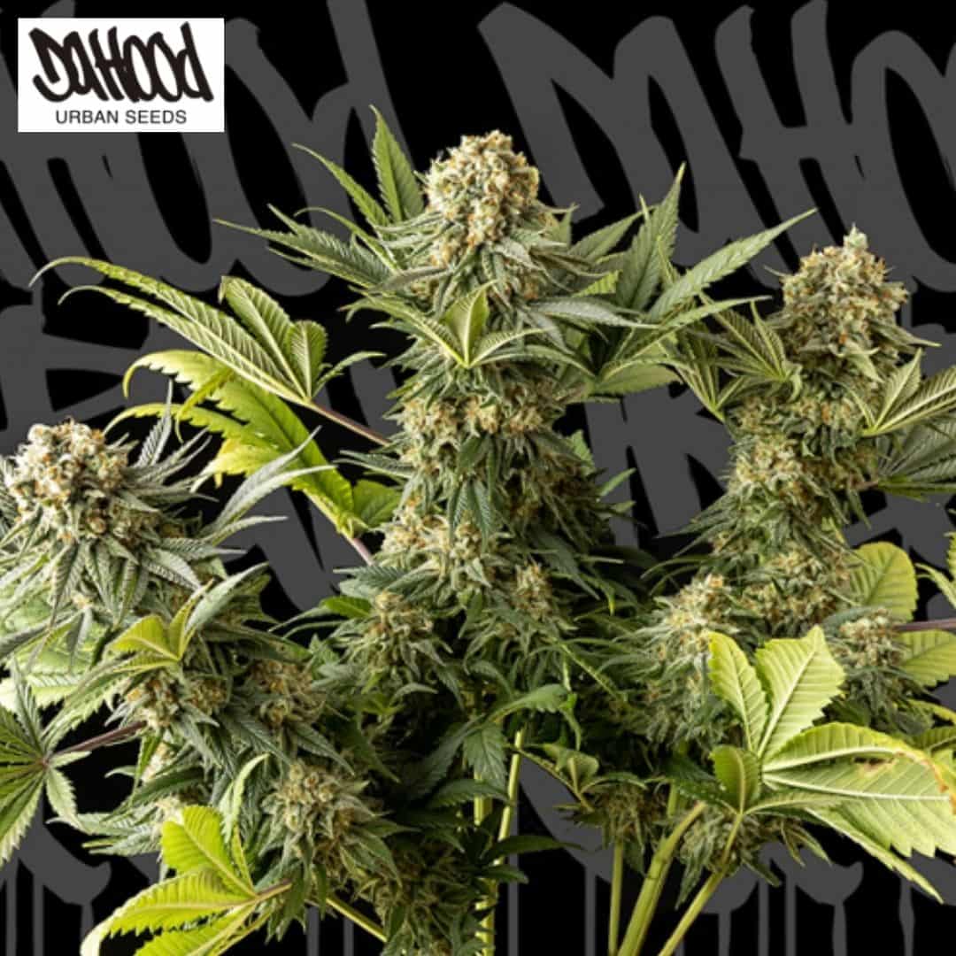 The Whale Cannabispflanze mit dichten, harzigen Blüten und grünen Fächerblättern