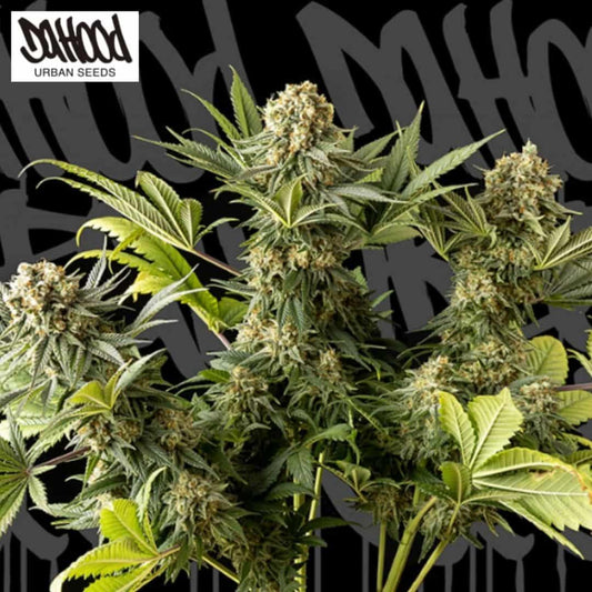 The Whale Cannabispflanze mit dichten, harzigen Blüten und grünen Fächerblättern