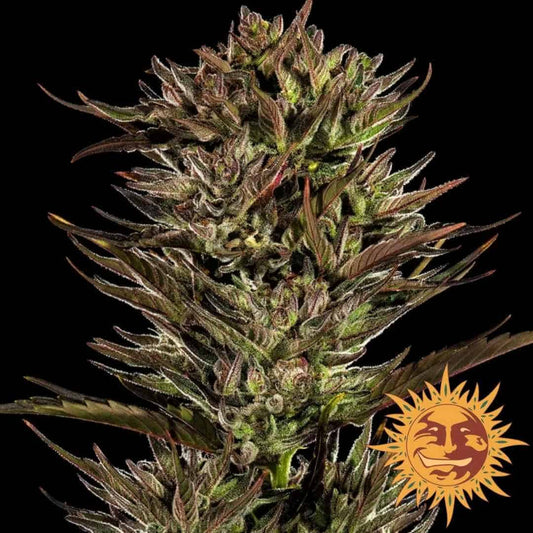 Nahaufnahme einer Thin Mint x Sour Pinot Auto Blüte mit dichten Trichomen und dunklen Zuckerblättern.