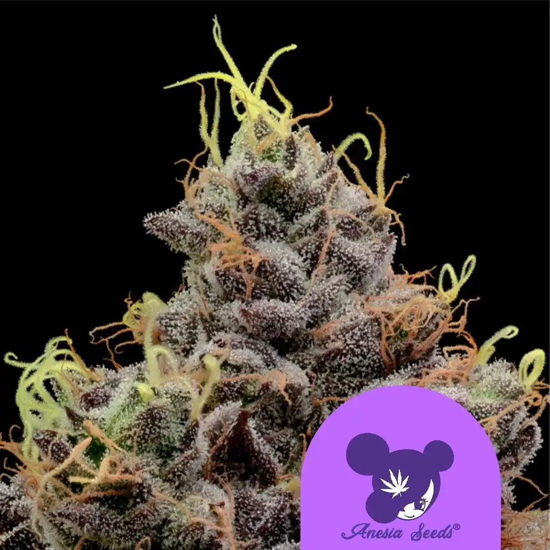 Think Tank Cannabisblüte, kompakt mit violetten und grünen Tönen sowie dichten Trichomen.