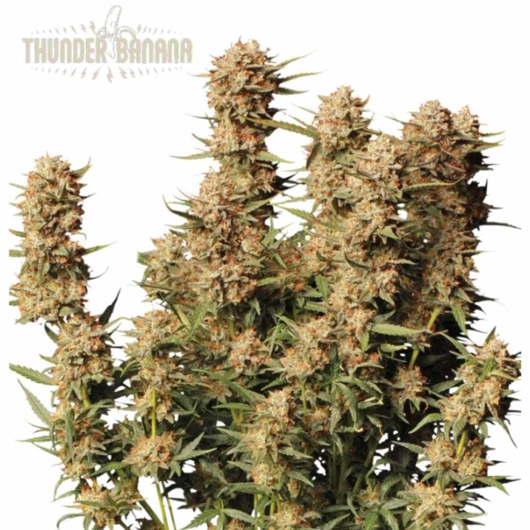 Dichte, harzige Blüten der Sorte Auto Thunder Banana mit orangenen Blütenstempeln und kompaktem Wuchs