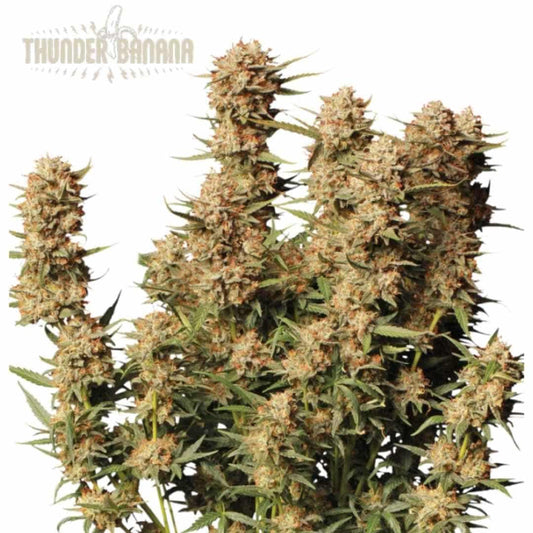 Dichte, harzige Blüten der Sorte Auto Thunder Banana mit orangenen Blütenstempeln und kompaktem Wuchs