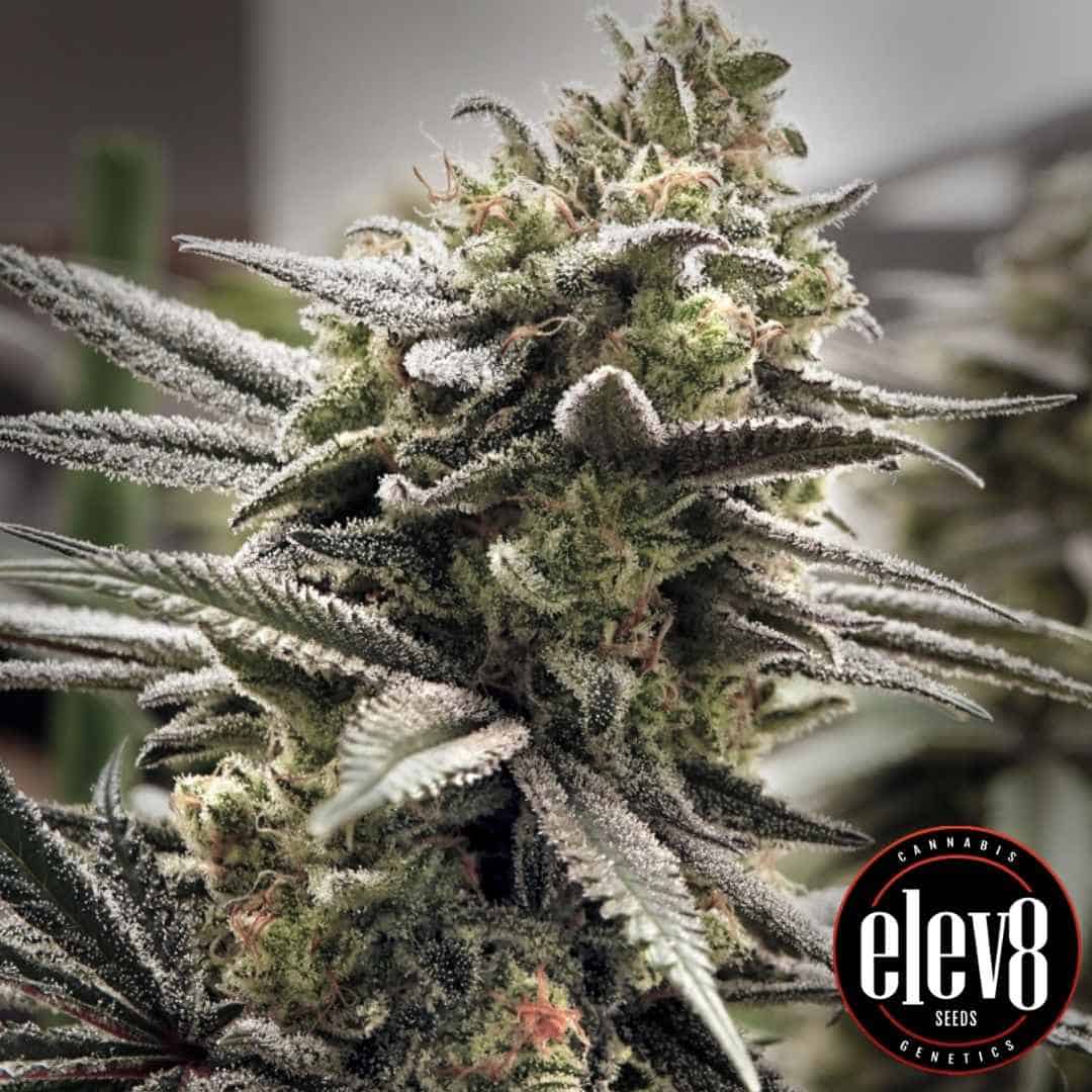 Thundersnow Blüte mit dichten frostigen Trichomen und markanten gezuckerten Blättern