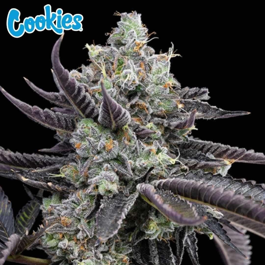 Tie Die Cannabisblüte mit dichten, harzigen Buds, violetten Blättern und orangefarbenen Härchen