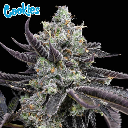 Tie Die Cannabisblüte mit dichten, harzigen Buds, violetten Blättern und orangefarbenen Härchen