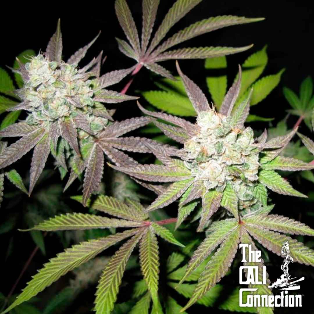 Frostige Tiramisu Blüten mit dichten Buds und leicht violetten Blättern