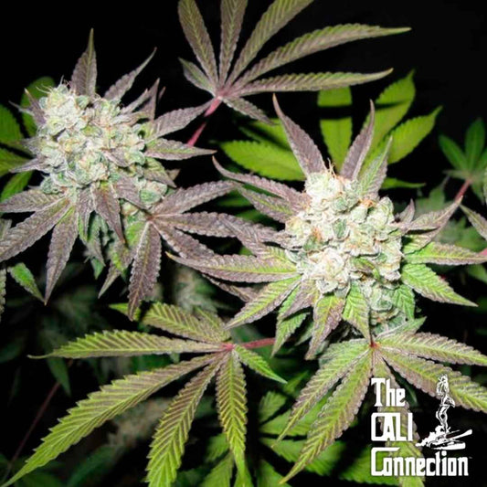 Frostige Tiramisu Blüten mit dichten Buds und leicht violetten Blättern