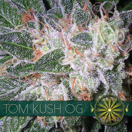 Tom Kush OG von Vision Seeds mit dichter grüner Cannabisblüte und kräftiger Trichomschicht.