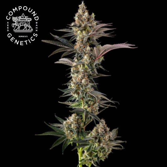 Tostones Cannabisblüte mit dichter Harzschicht und violetten Zuckerblättern