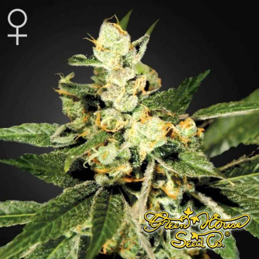 Weibliche Train Wreck Cannabispflanze mit dichten, harzigen Blüten und orangefarbenen Blütenstempeln