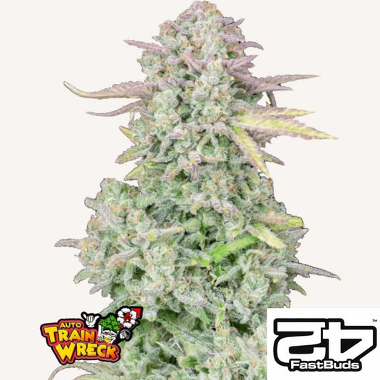 Trainwreck Auto Blüte mit dichten, harzigen Buds und violetten Zuckerblättern