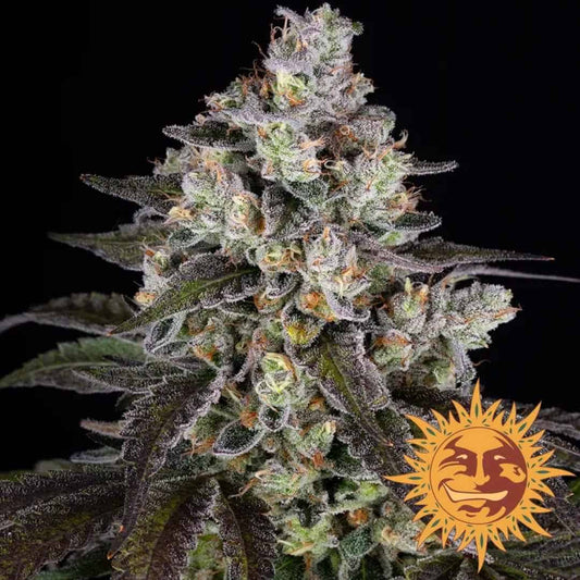Trainwreck Blüte mit dichten Harztrichomen, orangefarbenen Blütenstempeln und dunklen Blättern