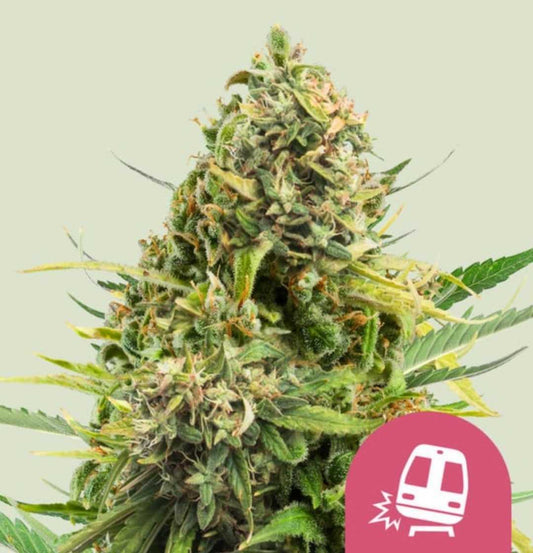 Üppiger Trainwreck-Bud mit dichten, kristallüberzogenen Blüten und dezenten violetten Farbtönen