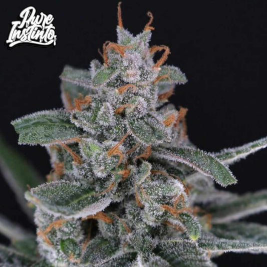 Tri-Whip Kush Auto Blüte mit dichten, harzigen Buds und orangefarbenen Härchen