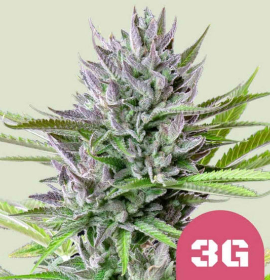 Nahaufnahme einer frostigen Triple G Cannabispflanze mit lilafarbenen und grünen Blättern vor hellem Hintergrund