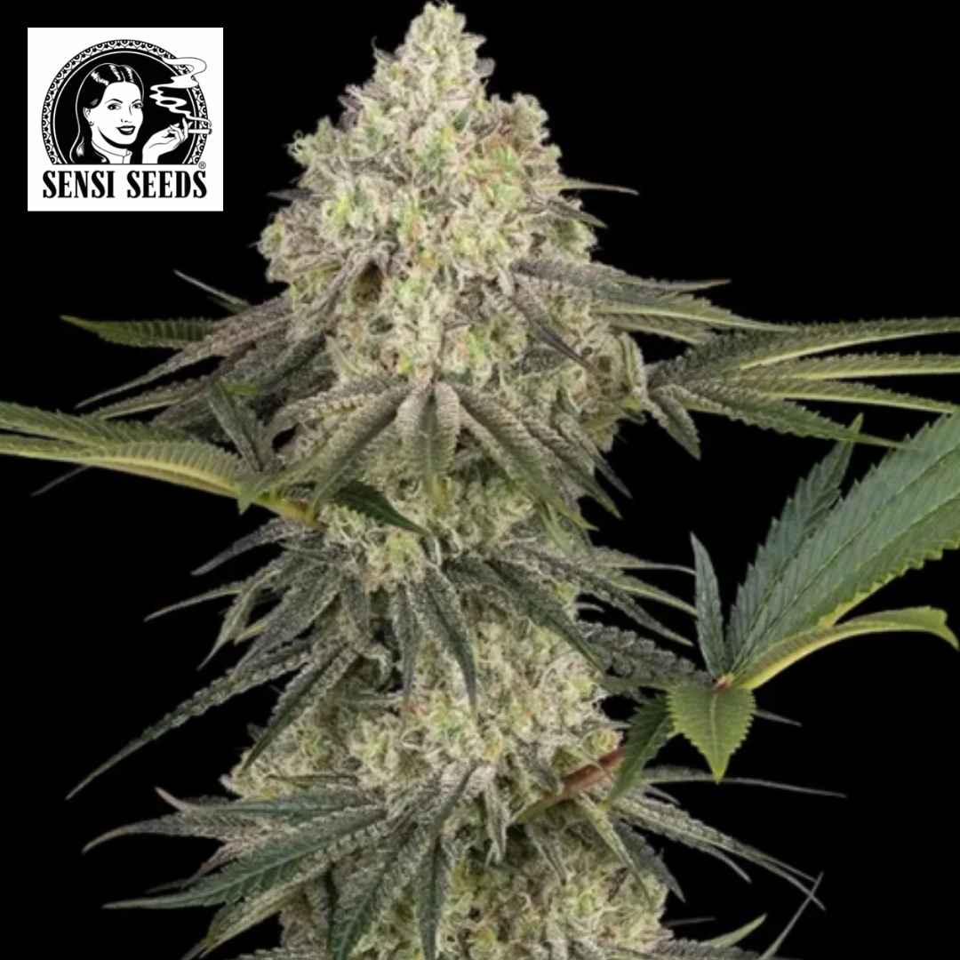 Dichte Super Lemon Cherry Cannabisblüte mit heller Harzschicht, orangefarbenen Blütenfäden und schmalen grünen Blättern