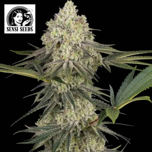 Dichte Super Lemon Cherry Cannabisblüte mit heller Harzschicht, orangefarbenen Blütenfäden und schmalen grünen Blättern