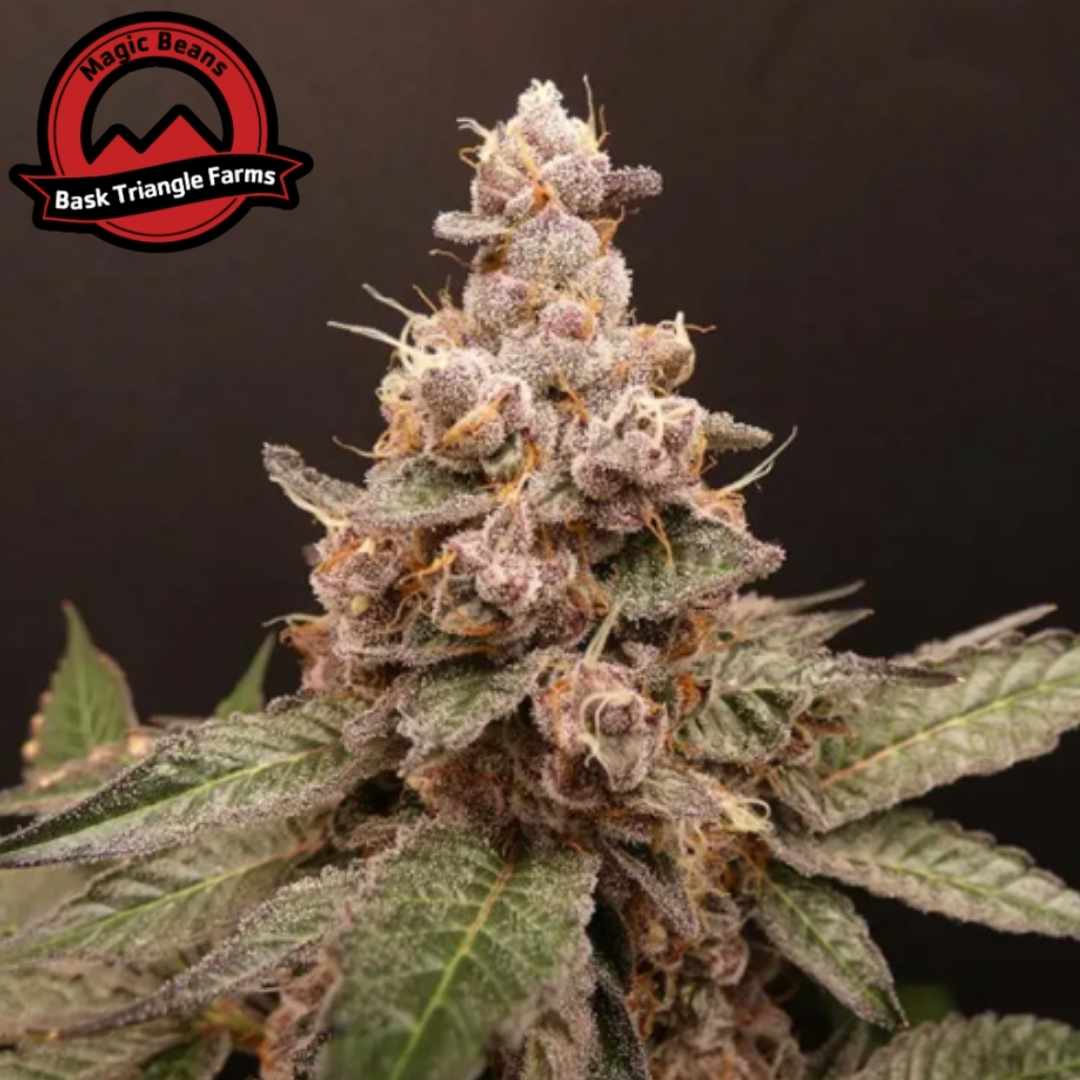 Trop Cherry Hash Blüte mit dichten, harzigen Buds und orangefarbenen Pistillen, reif und stark bereift