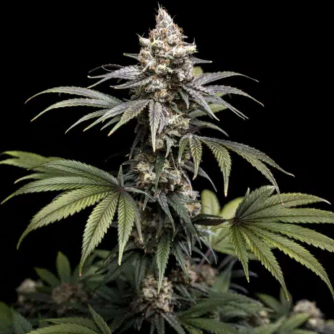 Tropic Gem von World Breeders mit voluminöser Cannabisblüte und grünen, violetten und orangefarbenen Tönen.