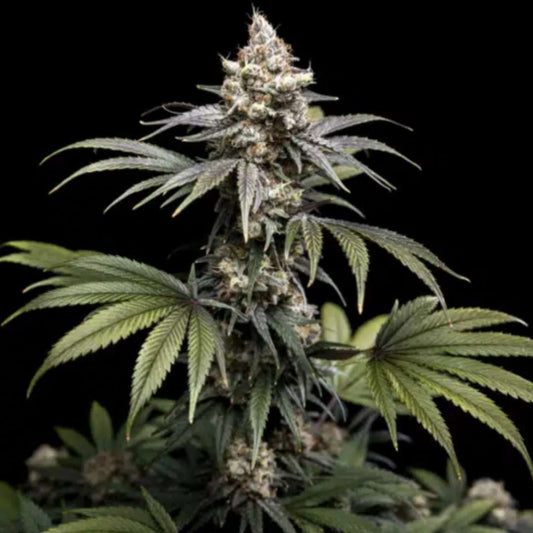 Tropic Gem von World Breeders mit voluminöser Cannabisblüte und grünen, violetten und orangefarbenen Tönen.