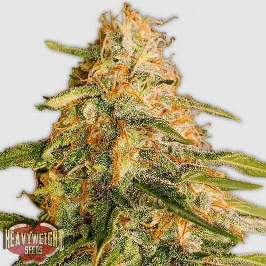 Tropic Punch Cannabisblüte mit dichten, harzigen Buds und orangefarbenen Pistillen