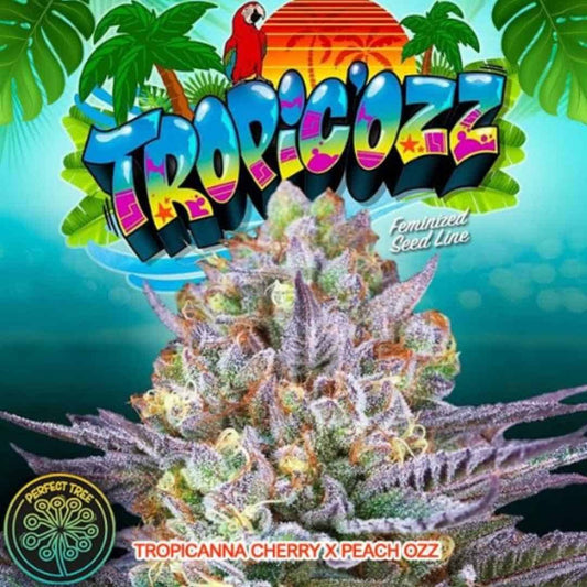 Tropic’Ozz Cannabissorte mit dichter harziger Blüte, violetten Nuancen und orangefarbenen Stempeln