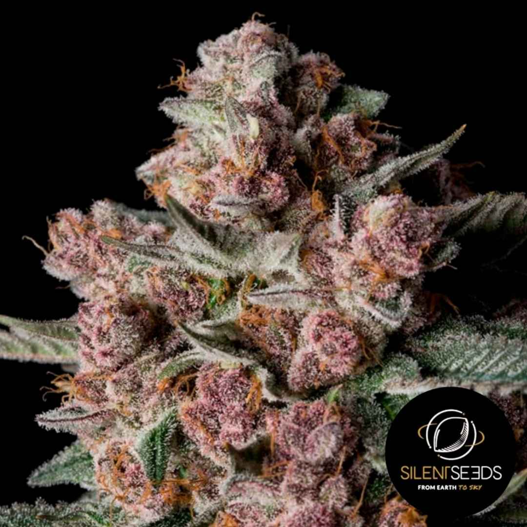 Dichte Tropical Jam Blüte mit violetten und orangefarbenen Härchen, überzogen von glänzenden Harzkristallen.